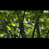 NistBlick™ – Smartes Kamera-Vogelhaus mit Solarbetrieb